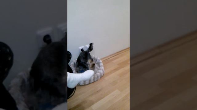 йоркширский терьер Роджер играет с мячиком