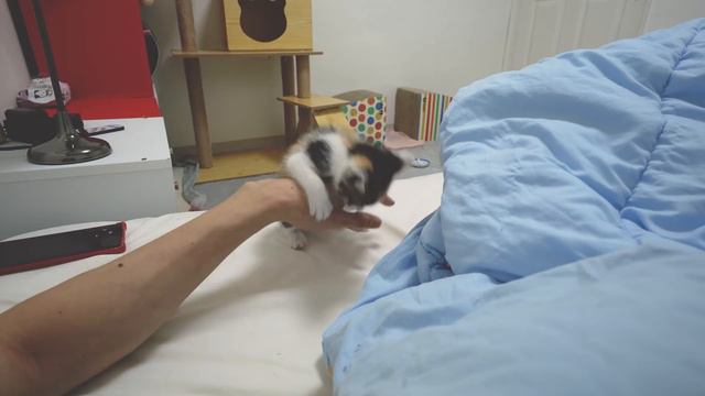 The Rescued Cat Keeps Whining to Play with me Every Morning! смотреть онлайн