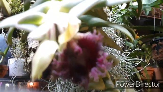 Epidendrum Medusae или Nanodes Medusae - моя орхидея хамелеон 😀