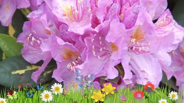 Рододендрон кэтевбинский Голдфлиммер ? Посадка. саженцы, крупномеры рододендроны: особенности сорта смотреть онлайн