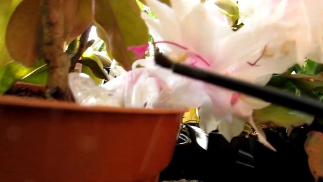 Cactus How To -Cross Pollinating my Schlumbergera Orange Brazil and my Schlumbergera white Flowers смотреть онлайн