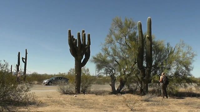 Нац парк гигантских кактусов смотреть онлайн