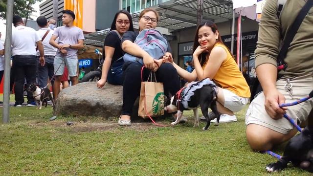 Pet Summit Philippine 2017 The Boston Terriers смотреть онлайн