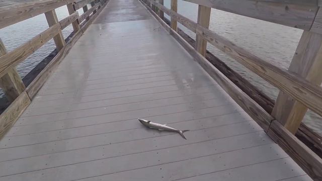 Lucky fishing in Florida! Удачная рыбалка в Флориде! смотреть онлайн