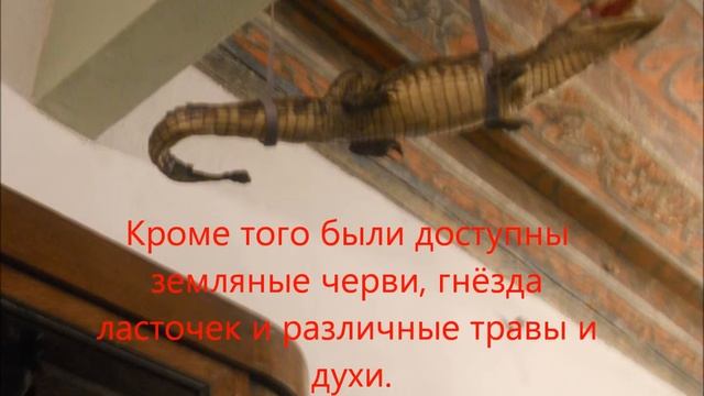 Ратушная аптека города Таллинна, Эстония смотреть онлайн