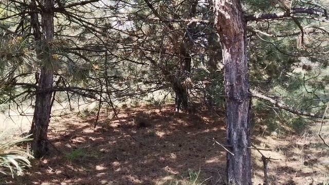 За грибами. Сбор первых весенних маслят в сосновом лесу. Грибы2023.