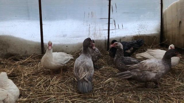 Мускусные утки / Семья уток 2+1 / Серо-Жемчужные Индоутки / Сколько стоят утята / Запись на утят смотреть онлайн