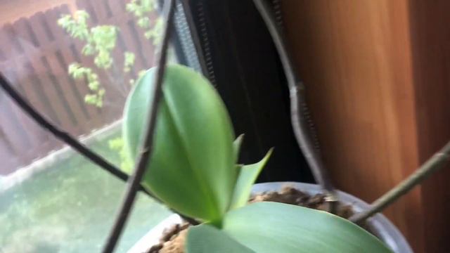 Долгожданное видео о моих орхидеях. ❤️❤️❤️ смотреть онлайн