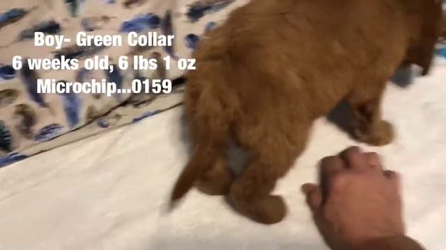 Irish Doodle Puppy- Standard F1 Boy! смотреть онлайн
