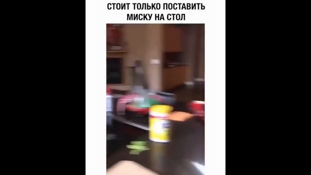 смешное видео с домашними животными подборка приколов животные наши любимцы смотреть онлайн