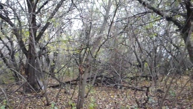 Село Мордовский Карай. Малый Карай. Природа села. Осень. смотреть онлайн