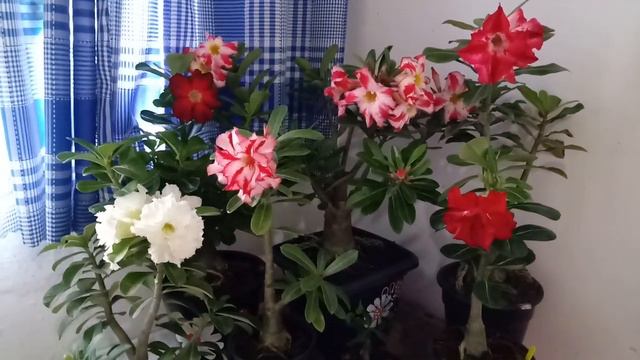 Rosa do deserto Vale encantada .Bella27072019 смотреть онлайн