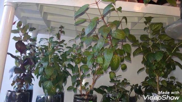 Мои цветы на лоджии: фуксии, ахименесы, кротоны и другии... смотреть онлайн