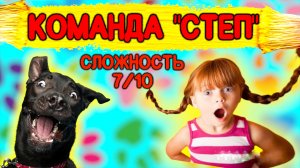 Как научить собаку команде «Степ»