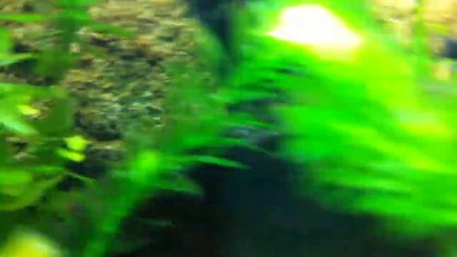 My Aquarium 2 смотреть онлайн