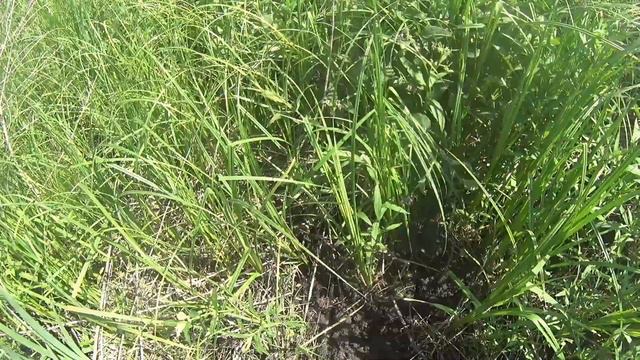 коп металла на урочище, #коп2023 #металлокоп #зароботок #копметалла #копуреки