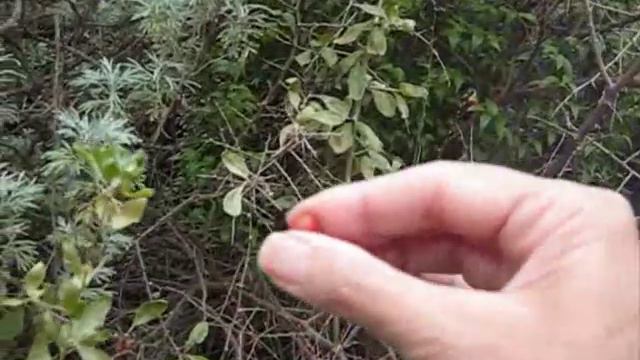 Looking at Ripe African Boxthorn Berries--unlocking the food... смотреть онлайн
