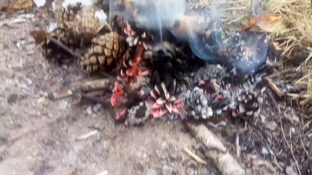 шишковый костёр в лесу смотреть онлайн