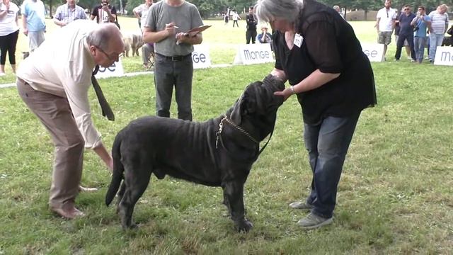 Mastino Napoletano XXV Trofeo Mario Querci Males Open