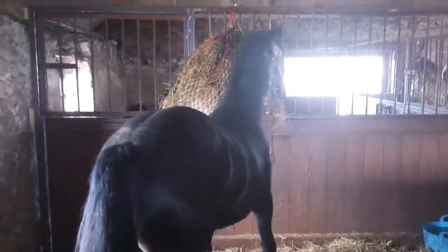brianmills001 the difference from a colt to a stallion смотреть онлайн
