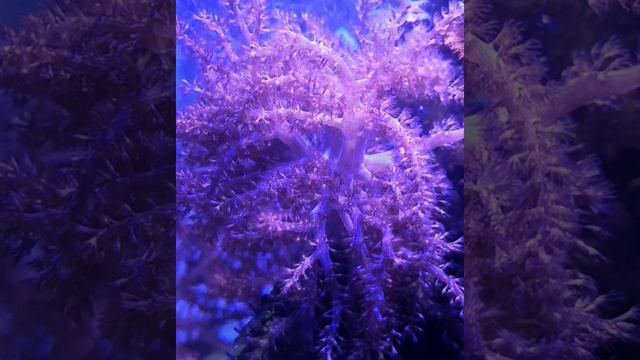 Capnella мягкий коралл.