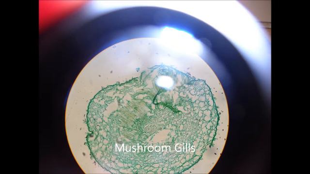 BIO 112 Slides (Part 1) смотреть онлайн