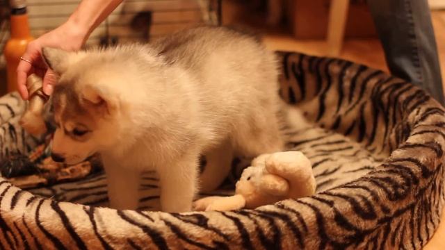 Сибирские щенки хаски смотреть онлайн