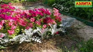 ? САМАЯ ЛЮБИМАЯ ПЕТУНИЯ СУПЕРКАСКАДНАЯ - Пышное Цветение ПЕТУНИЙ в 2021