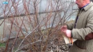 ПОЛЕЗНЫЙ КУСТАРНИК ГУМИ. РАЗМНОЖЕНИЕ ОТВОДКАМИ.