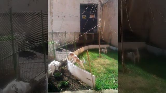 Японский хин смотреть онлайн