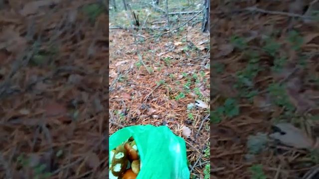 белый гриб боровик смотреть онлайн