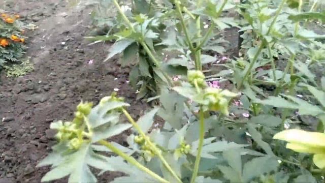 Сентябрь. Осенние цветы. #сетябрь#осенниецветы.