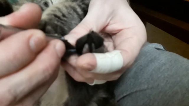 Стригём когти. смотреть онлайн