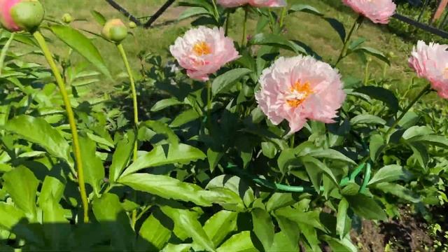 peony Nelda's Joy пион Нельдас Джой. Июнь 2020г., г.Кировск, ленинградской обл. смотреть онлайн