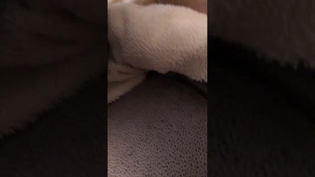 Самый Тупой на свете никто #песня #шортс #приколы ￼ смотреть онлайн