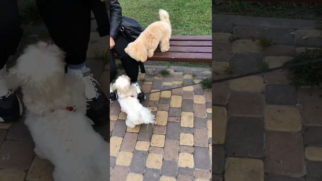 Мальтипу и Мальтезе #мальтипу #мальтезе #maltipoo смотреть онлайн