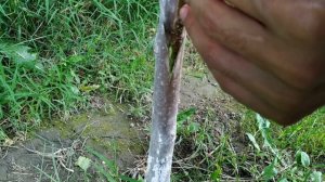 Прививка Шелковицы Летом / Mulberry Grafting Summer