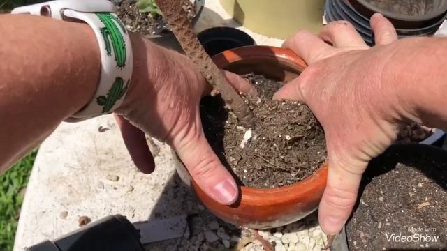 Poda da ECHEVERIA SETOSA смотреть онлайн