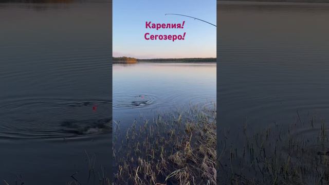 Карелия Сегозеро Щука Рыбалка смотреть онлайн