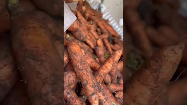 Морковь ???. Нантский сорт моркови!!!! Цена 35 рублей!!! смотреть онлайн