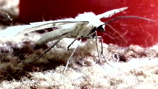 Пяденица на даче-1 смотреть онлайн