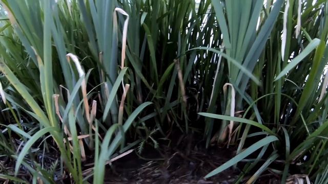 Рыбы Под Водой