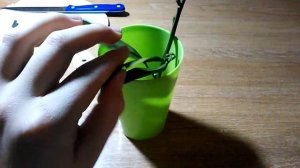 Как вырастить мандарин из черенка.