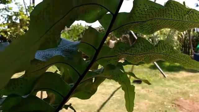 Phlebodium aureum "Blue Star" смотреть онлайн