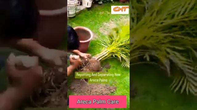 How to Repot Areca Palm l Areca Palm Care tips l #youtube #plantcare #video #arecapalm смотреть онлайн