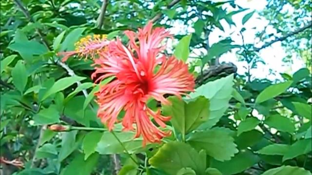 Hibiscus Schizopetalus