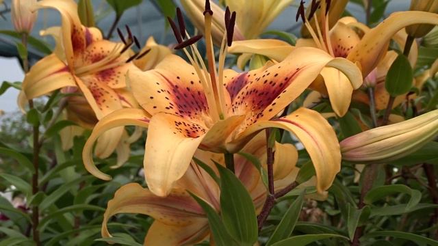 Lilium 'Hotel California'