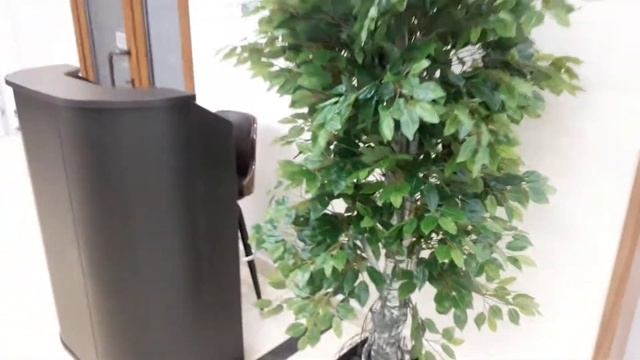 Искусственное дерево | декор World Class г.Владивосток смотреть онлайн