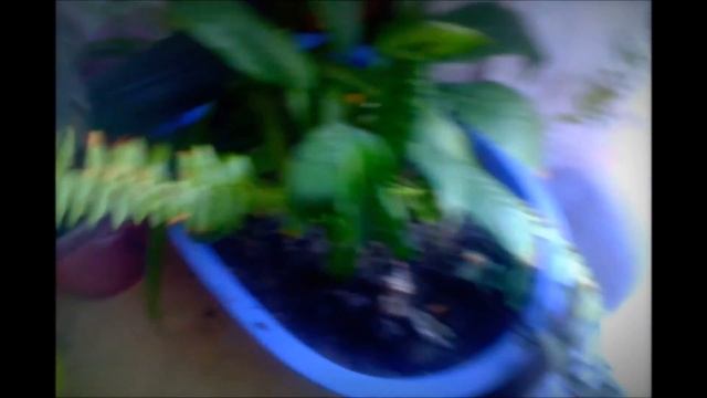 Гниют корни у орхидеи ,что же делать? Часть 2(я) смотреть онлайн