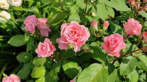 Лучшие РОЗЫ Гийо и Массада. Поль Бокюз, Бель де Сегоза, Эмильен Гийо....